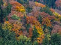 Nadelbäume und herbstliche Laubbäume im Bergwald